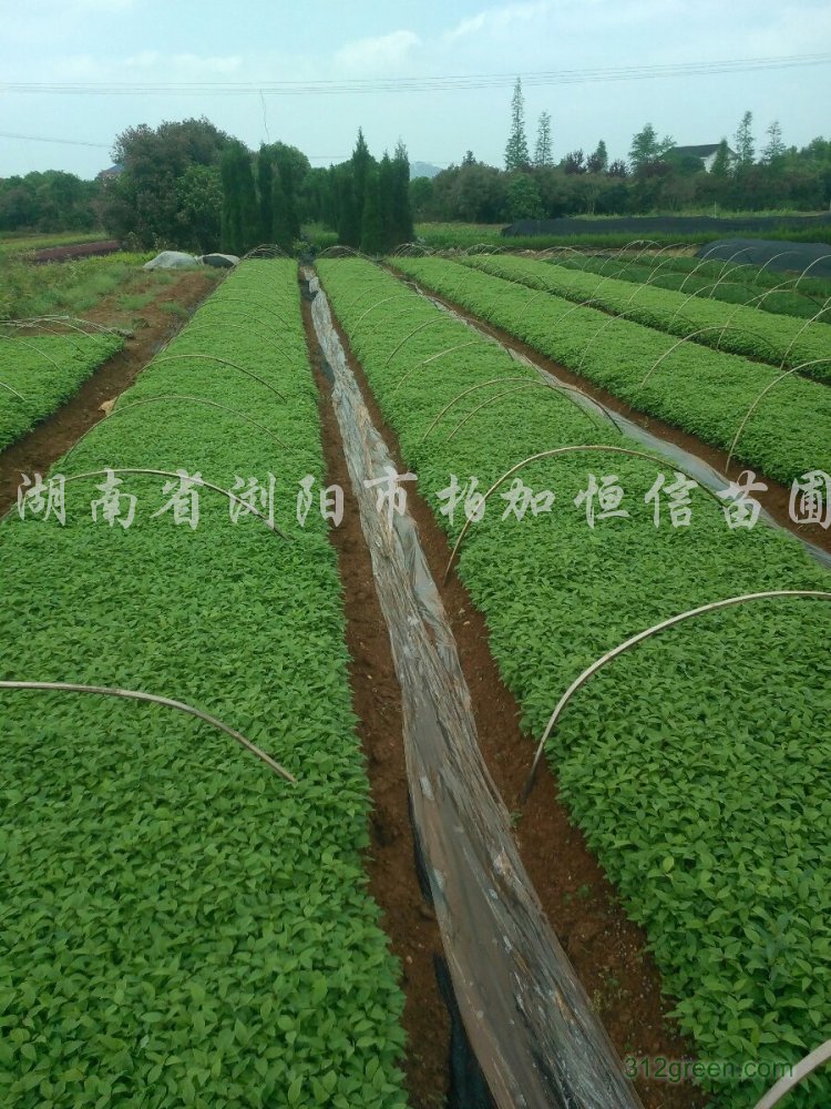 供应红叶石楠、红继木、金森雨贞、杜鹃