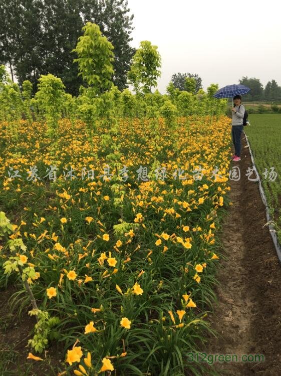 供应萱草大花萱草金娃娃萱草