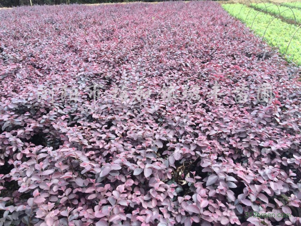 供应红花桎木一年苗