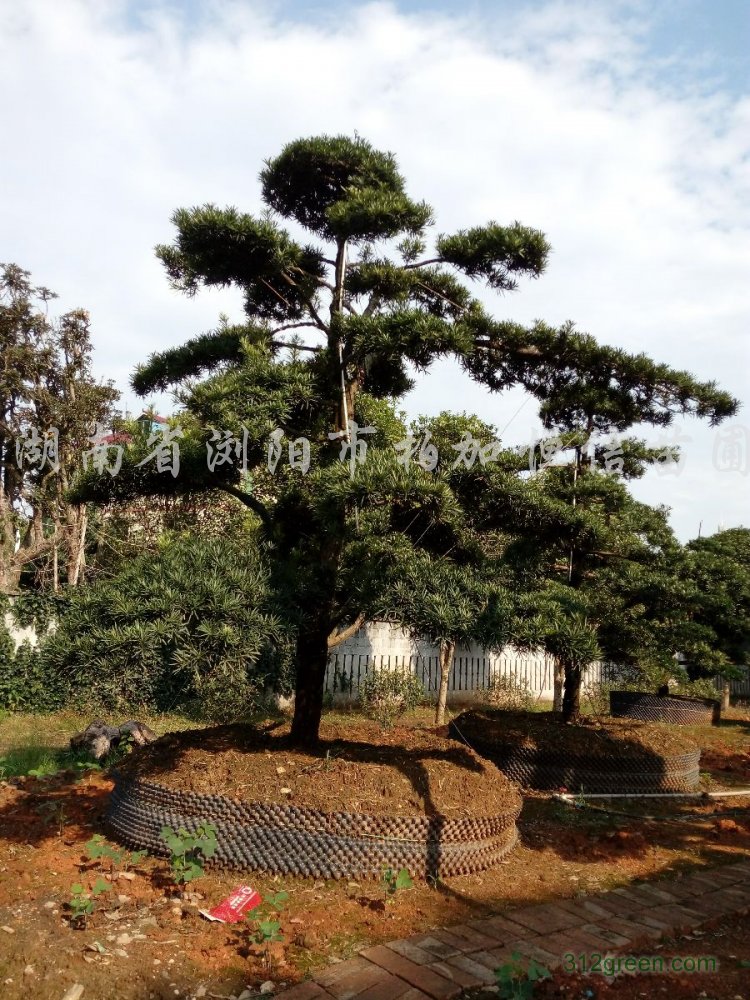 供应茶花盆景、红继木桩、造型罗汉松