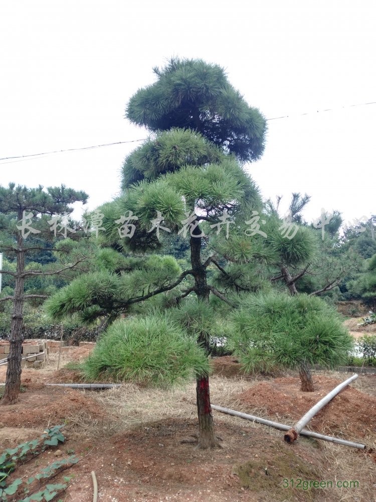 供应造型黑松、黑松盆景