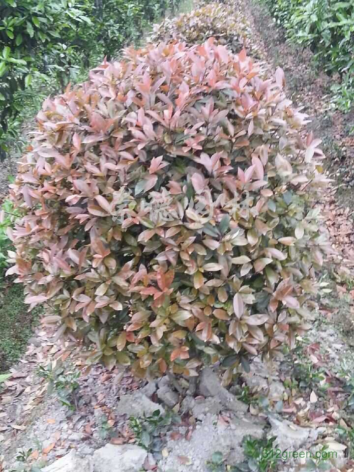 供应红叶石楠球