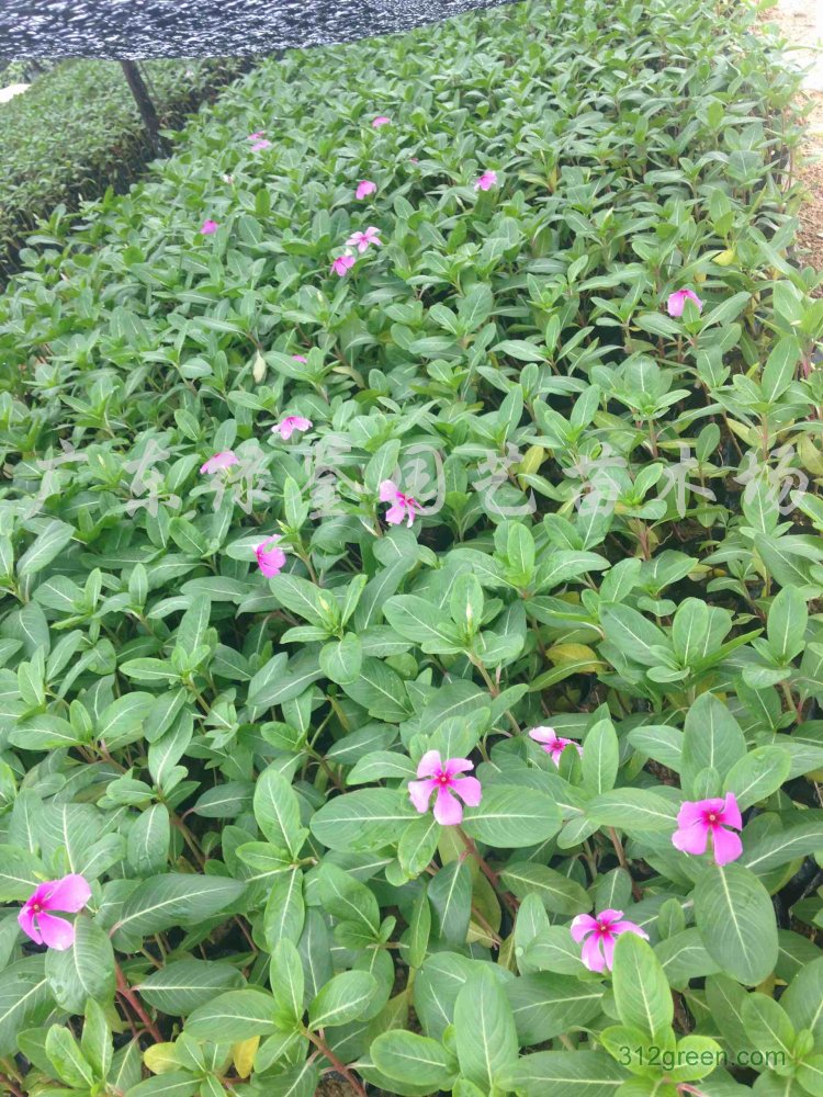 供应长春花、日日樱、长春花袋苗