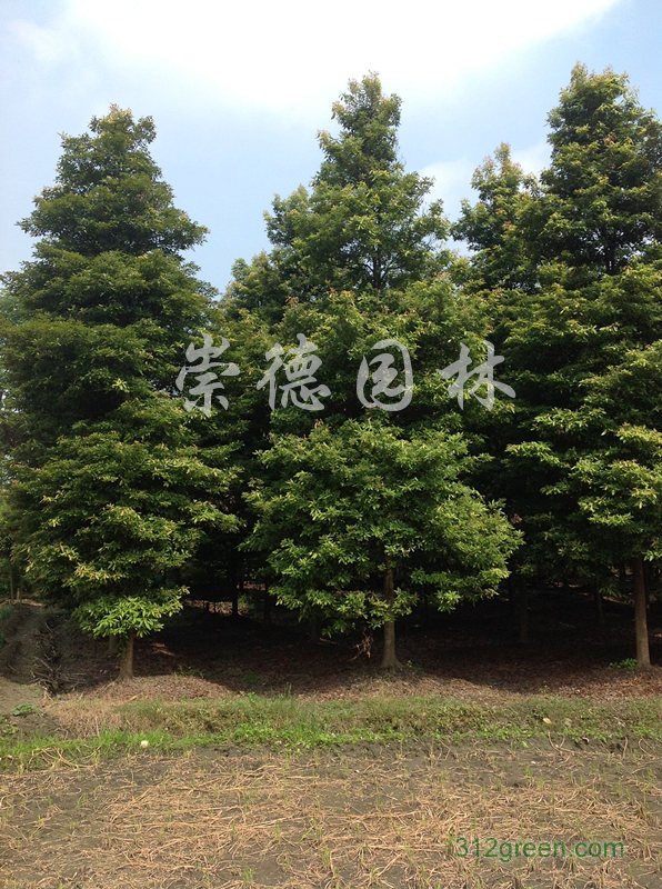 供应精品桢楠