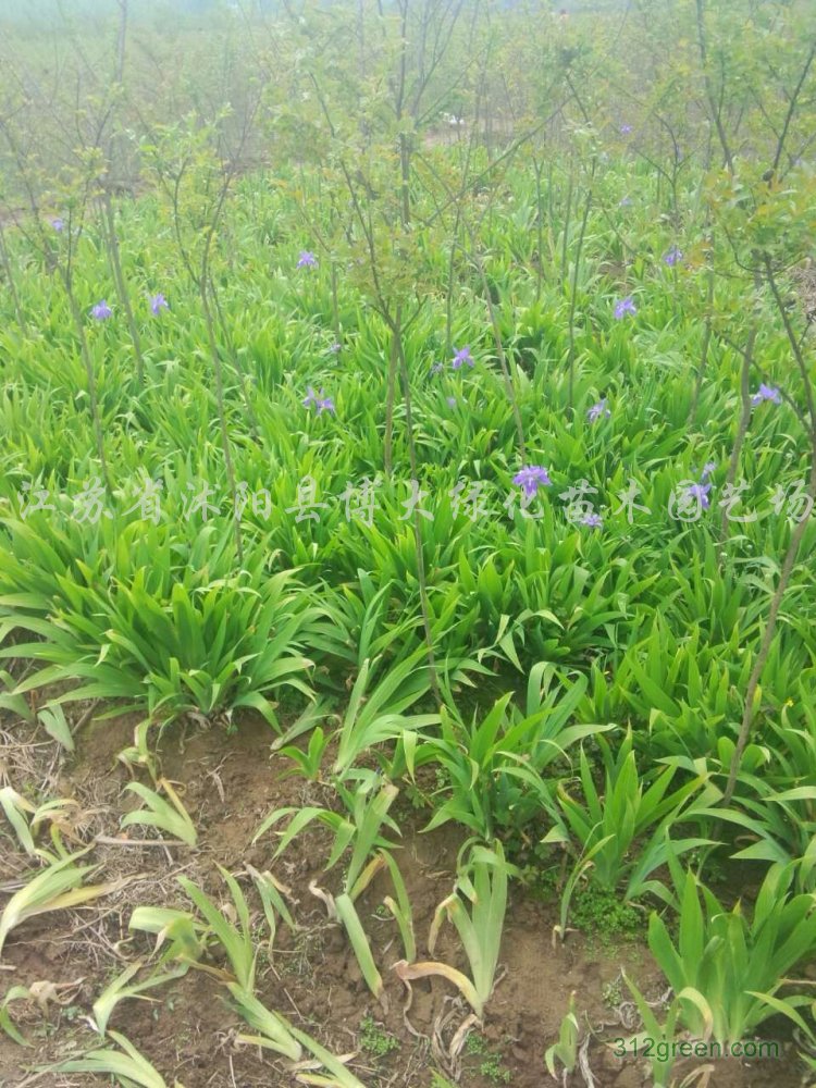 供应鸢尾、紫叶酢浆草、日本麦冬、兰花三七、地被石竹
