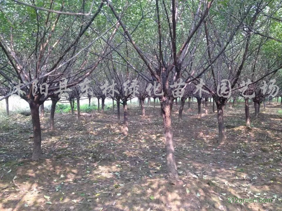 供应龙柏球、红梅、榉树、紫玉兰、紫叶李、瓜子黄杨