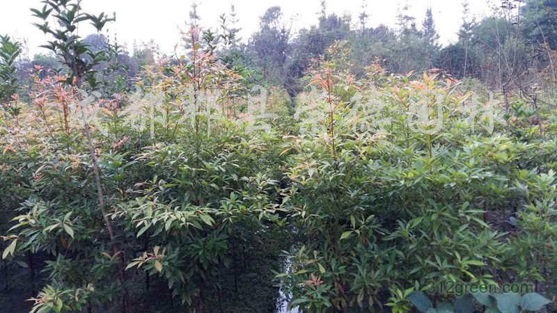 供应50-1.5米桢楠小苗