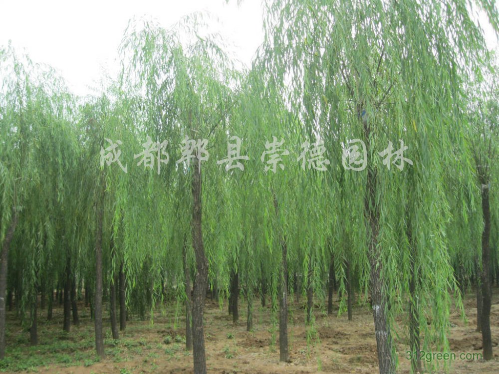 供应垂柳