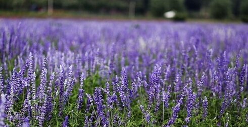 供应指甲草、鼠尾草、美人蕉、三叶草、芭蕉、佛甲草