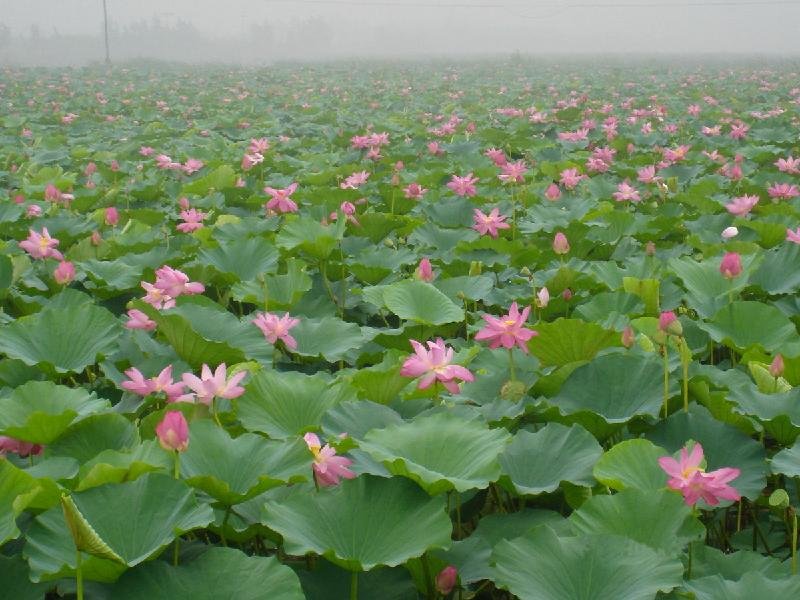 供应芡实、荷花、香蒲菖蒲、芦苇、千屈菜、水生鸢尾