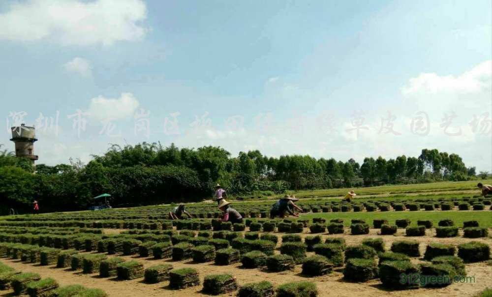 供应马尼拉草皮、草卷