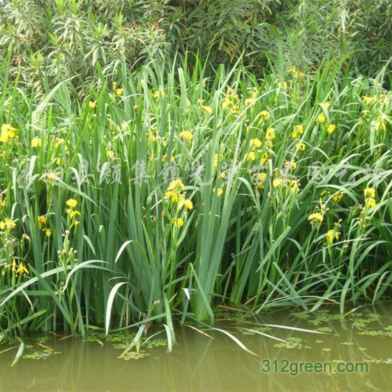 供应黄菖蒲、香蒲、花叶芦竹等水生植物