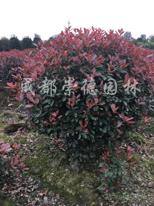 供应精品红叶石楠球