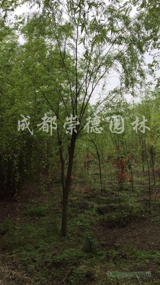 供应5-20公分垂柳