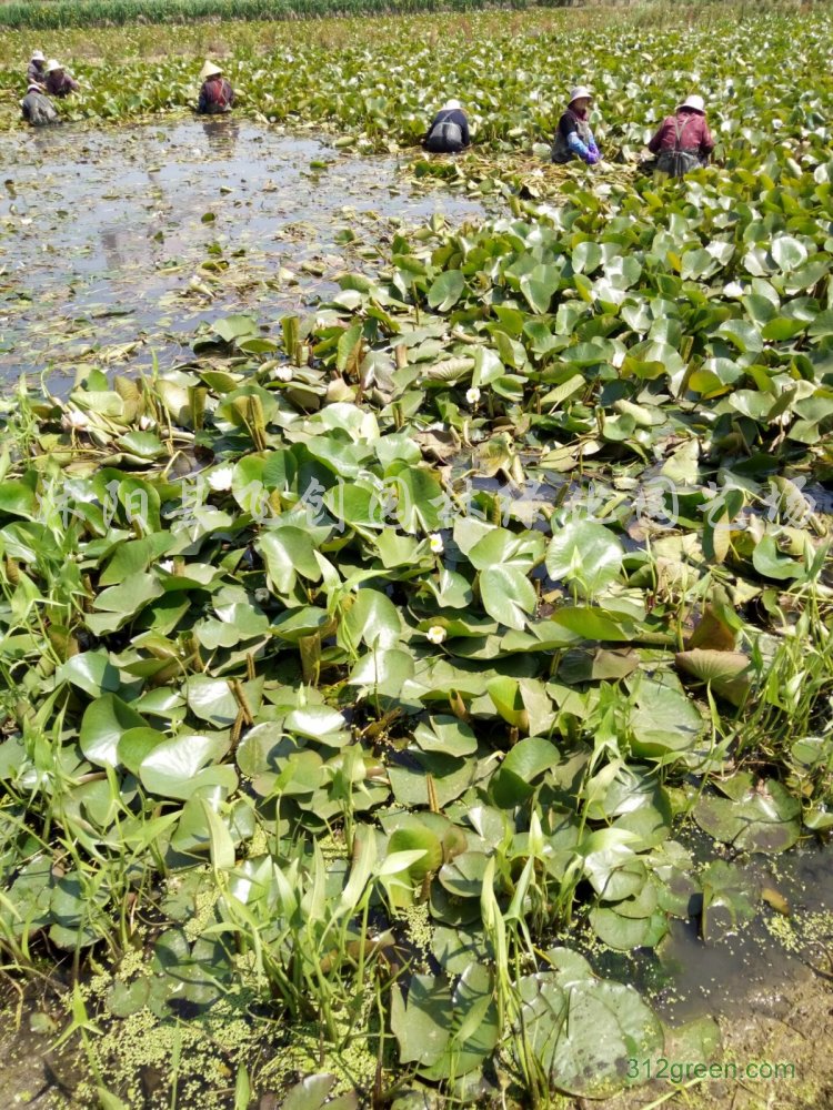 供应睡莲、梭鱼草、千屈菜、黄菖蒲、水葱、蒲苇