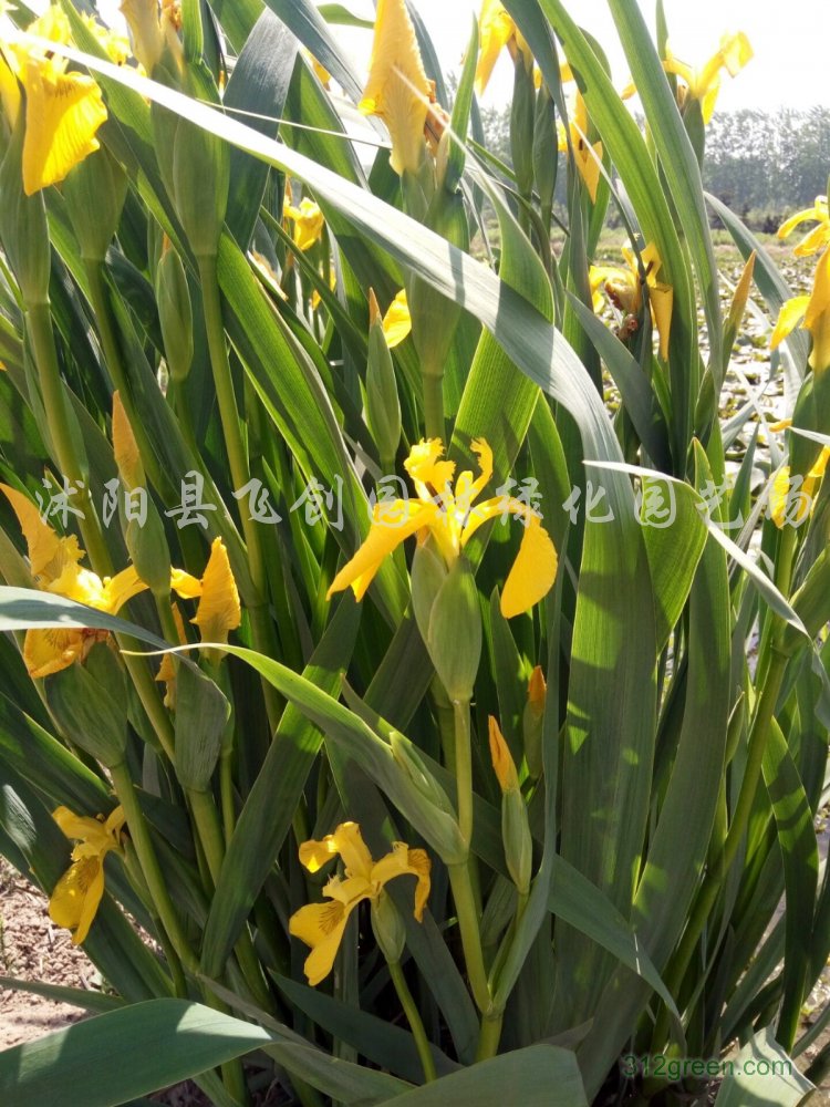 供应黄菖蒲、德国鸢尾、西伯利亚鸢尾、玉蝉花