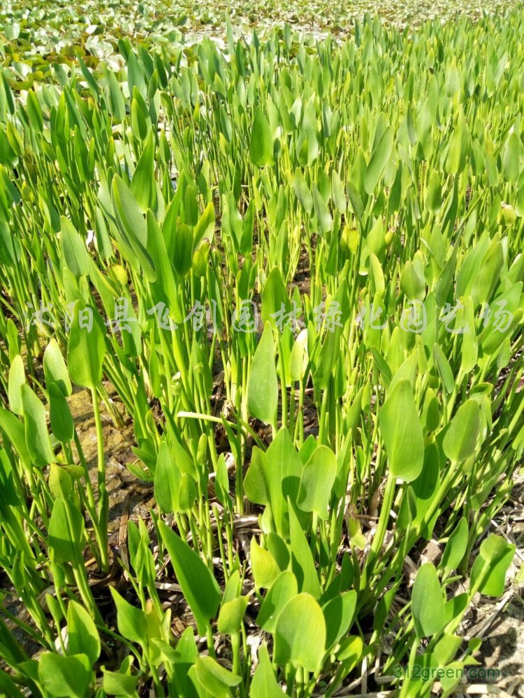 供应梭鱼草、千屈菜、睡莲