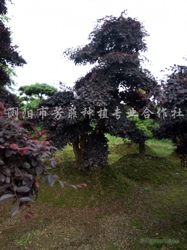 供应红继木桩、榆树桩景、杜英桩景、嫁接樱花、桂花树