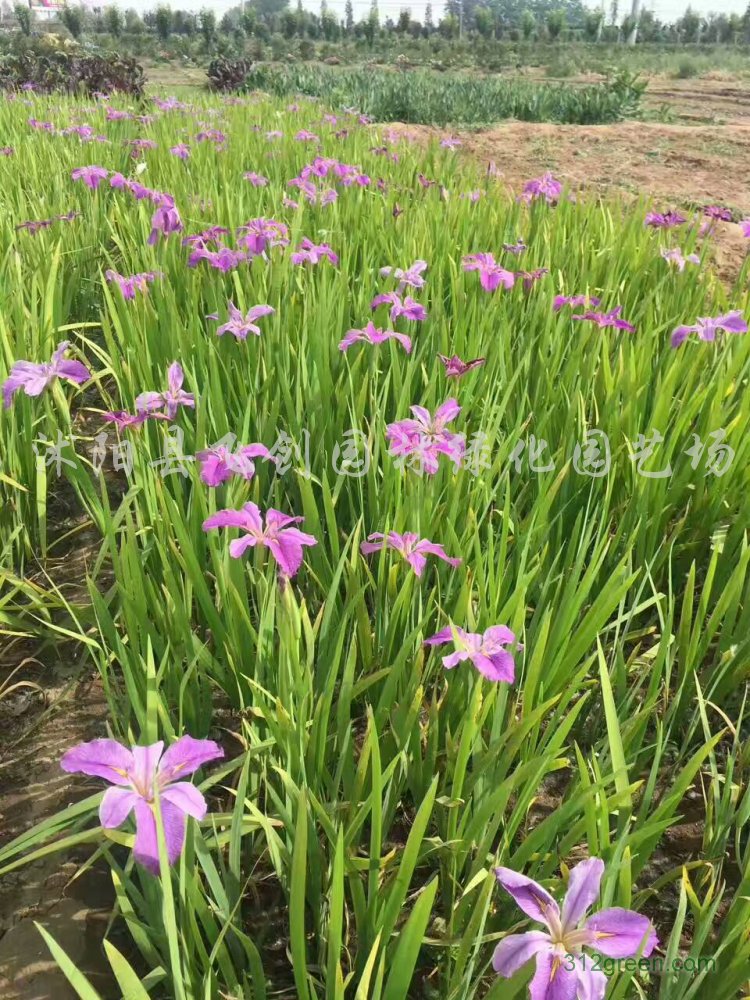 供应西伯利亚鸢尾、德国鸢尾、黄菖蒲、玉蝉花