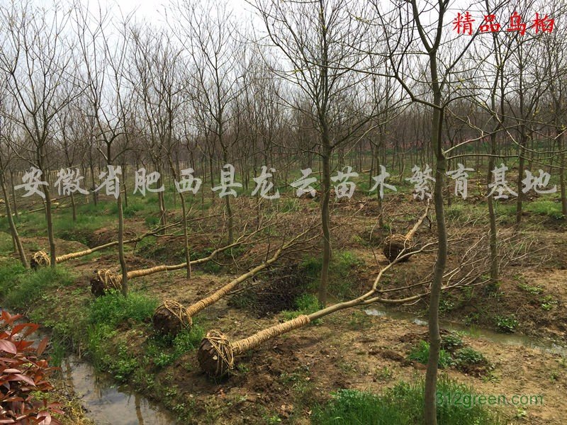 供应乌桕、三角枫、红叶李、大叶女贞、重阳木、喜树