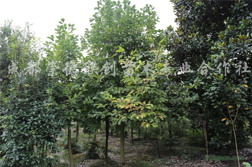 供应精品白玉兰5-15公分