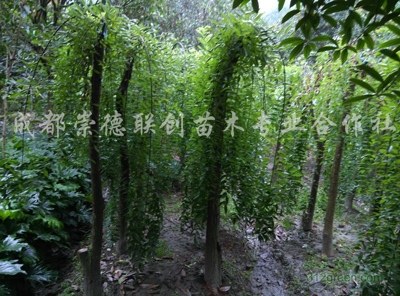 供应龙爪槐8-10公分