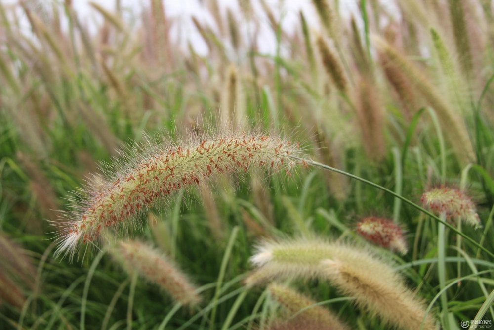 供应玉带草、细叶芒、花叶芒、斑叶芒草、紫叶狼尾草