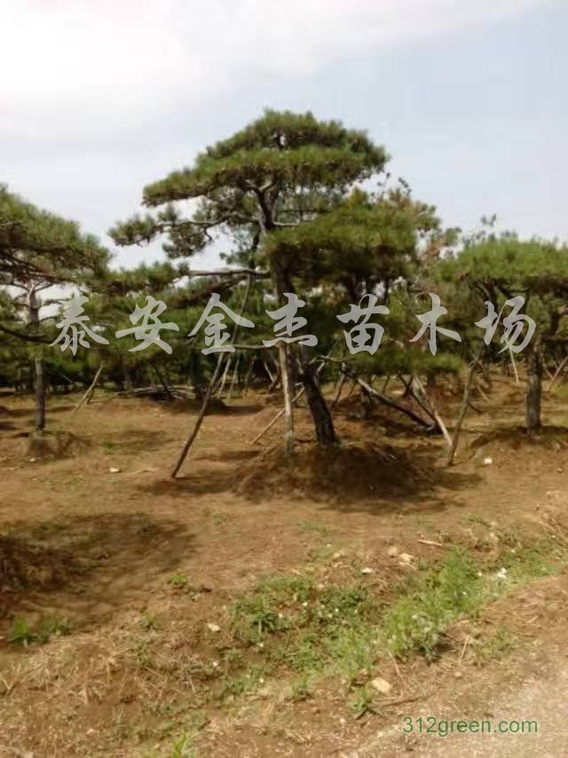 供应造型松、造型黑松、造型油松、景观松