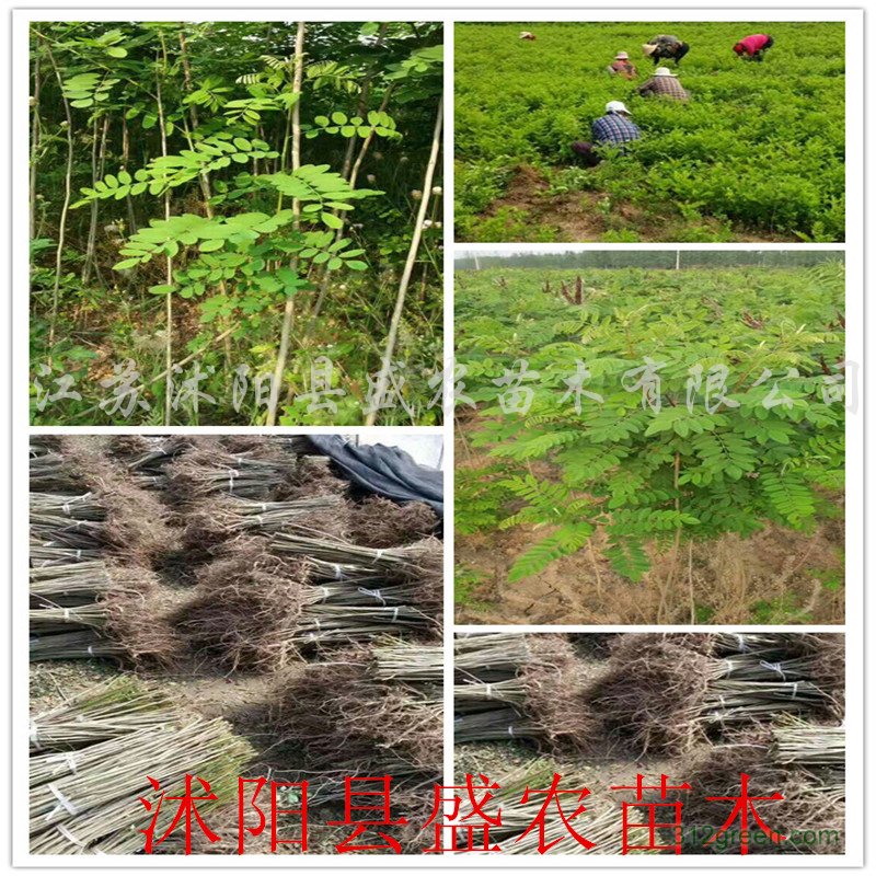 供应紫穗槐