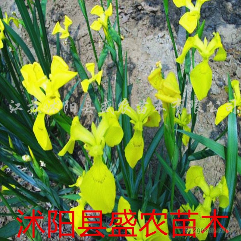 供应红花酢浆草、菖蒲、玉簪、萱草、鸢尾、美人蕉、马兰