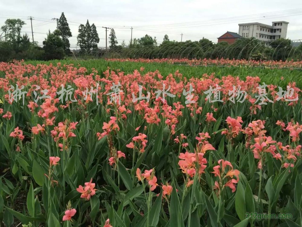 供应美人蕉、黄菖蒲、千屈菜、再力花、水葱、香蒲