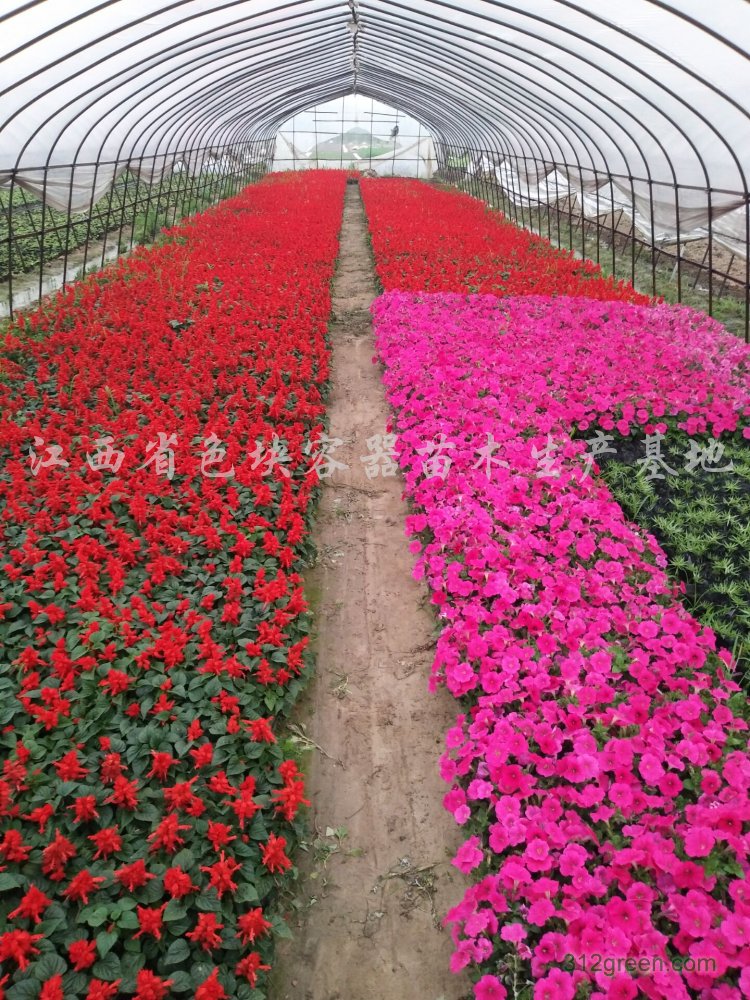 供应孔雀草、一串红、矮牵牛、夏堇、太阳花、等草花