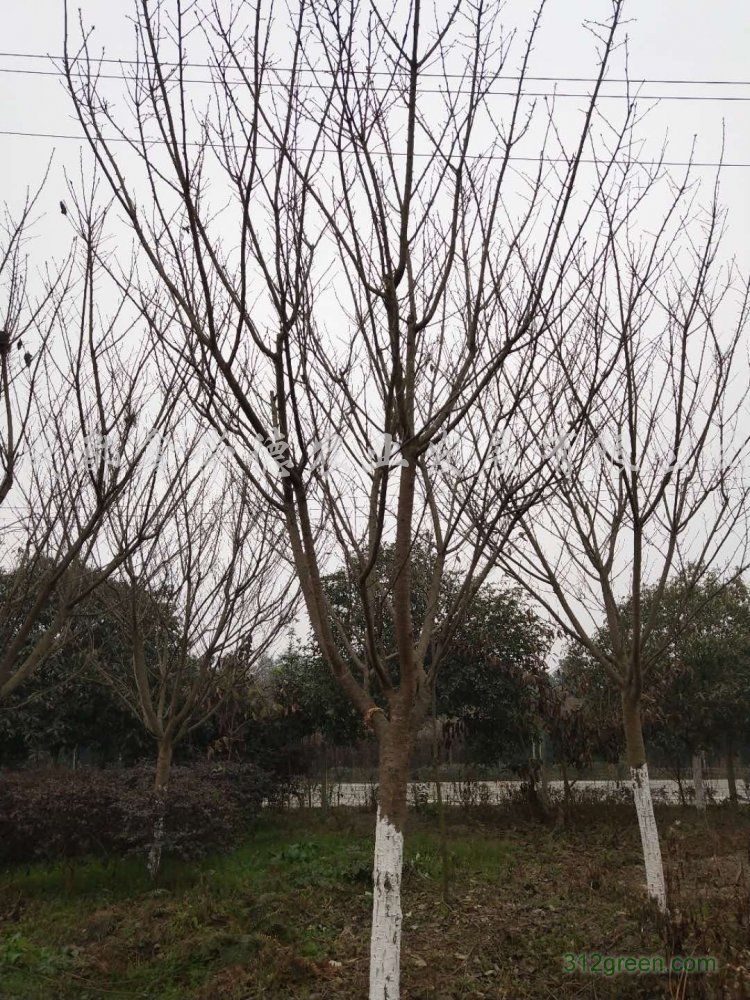 供应樱花