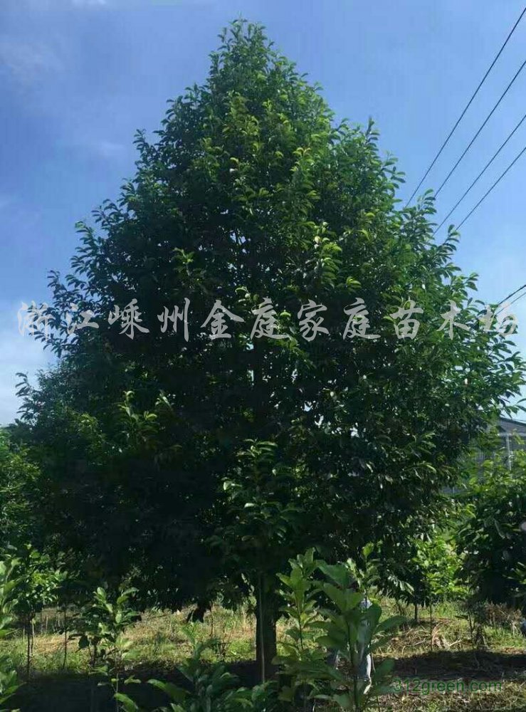 供应乐昌含笑等绿化苗木