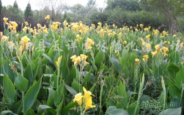 供应美人蕉、火星花、鸢尾、玉簪、金娃娃萱草、麦冬