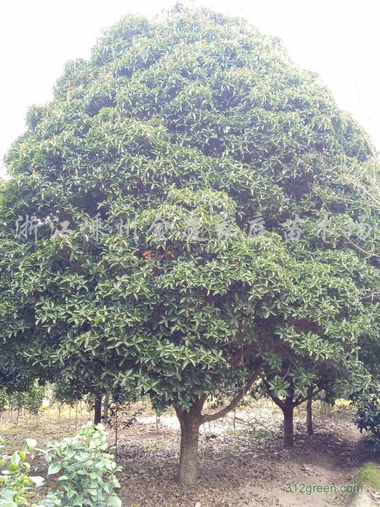 供应玉兰、海棠、红枫、樱花、紫薇、乐昌等绿化苗木