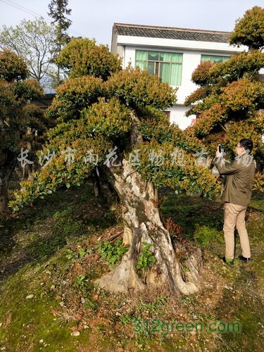 供应造型椤木石楠