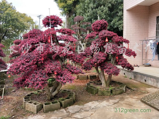 供应造型精品红继木桩、造型红继木盆景