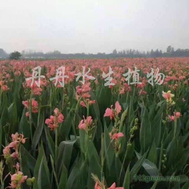 供应黄菖蒲、千屈菜、香蒲、常绿水生鸢尾、蒲苇