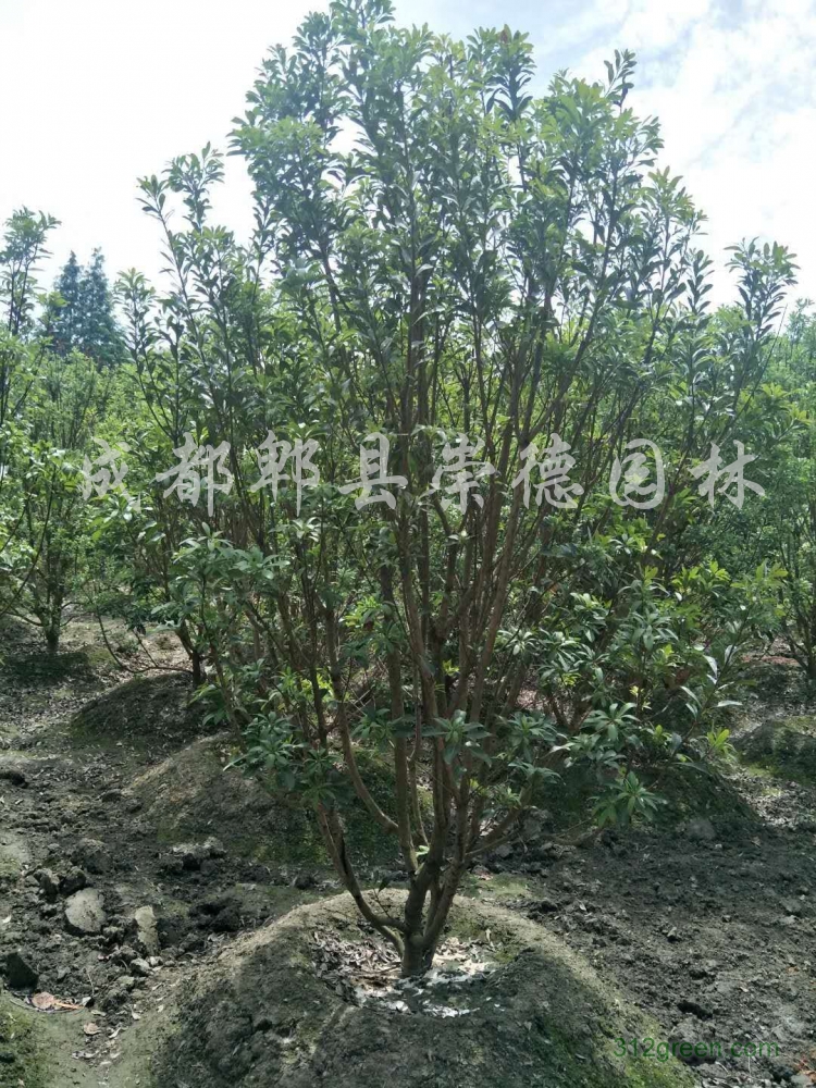 供应原生杨梅