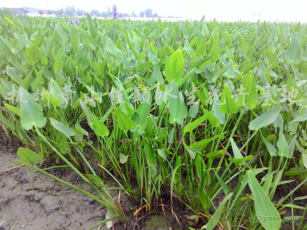 供应再力花、花叶芦竹、旱伞草、千屈菜、梭鱼草