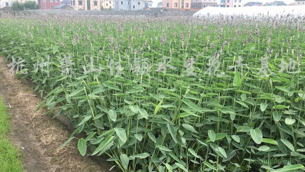 供应黄菖蒲、千屈菜、再力花、常绿水生鸢尾、梭鱼草