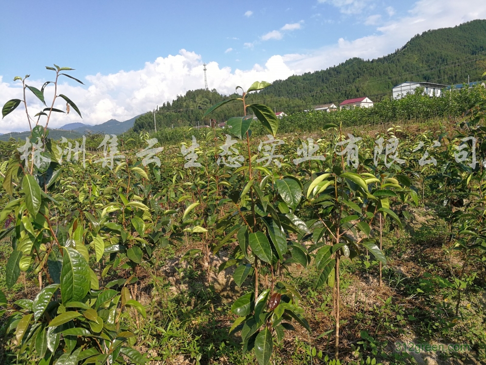 供应大果红花油茶