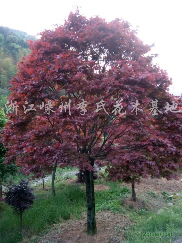 供应红枫、樱花、鸡爪槭、海棠、羽毛枫