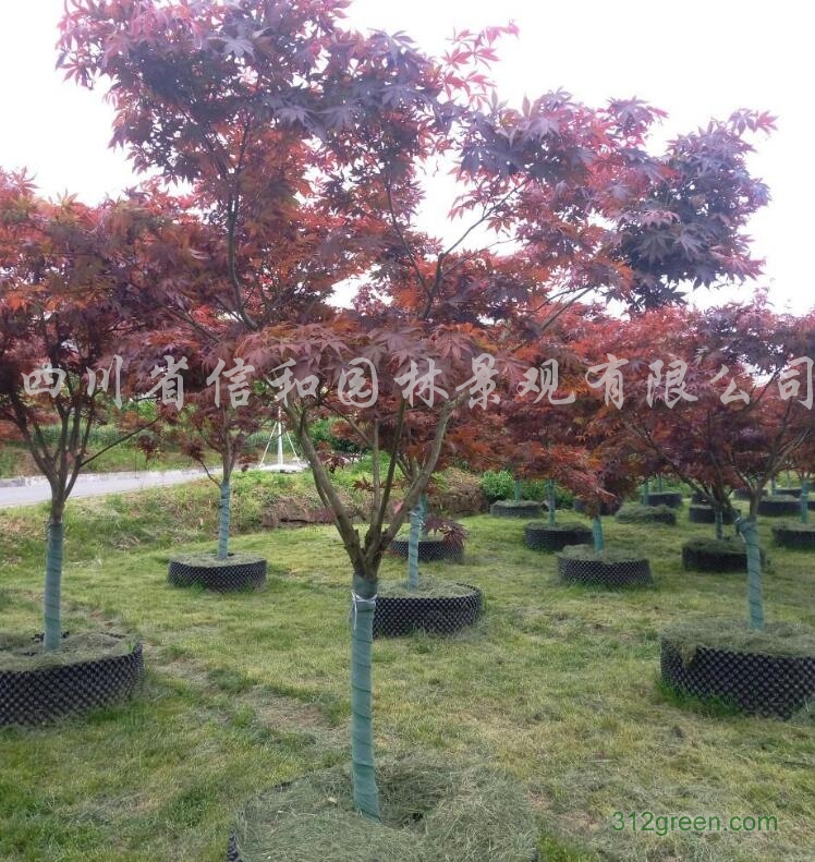 供应红枫