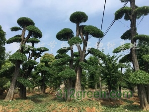 供应对节白蜡