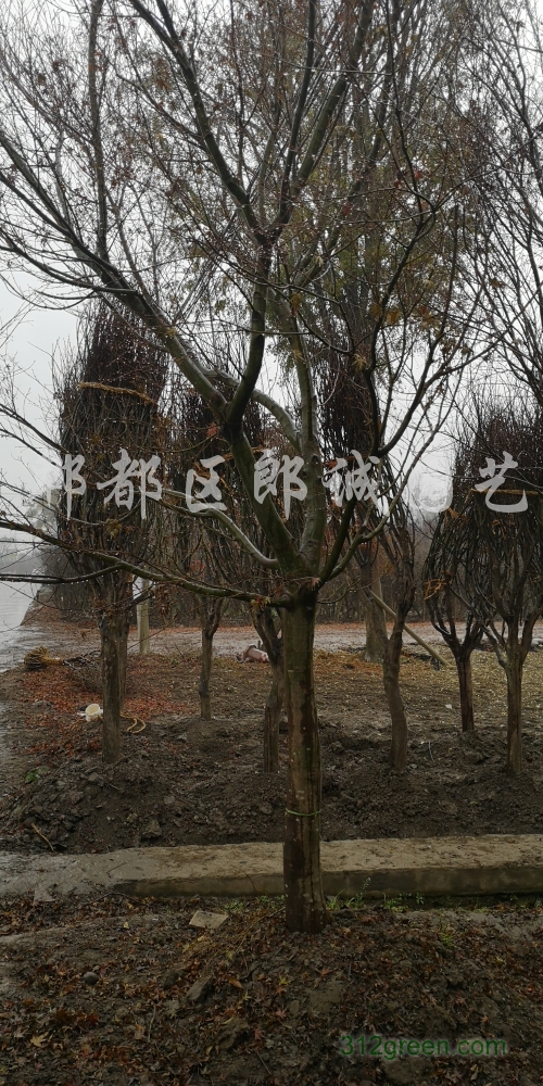 供应元宝枫