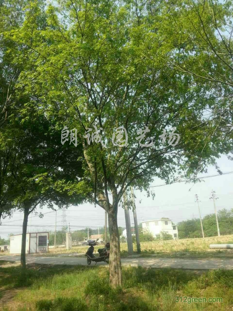 供应榔榆