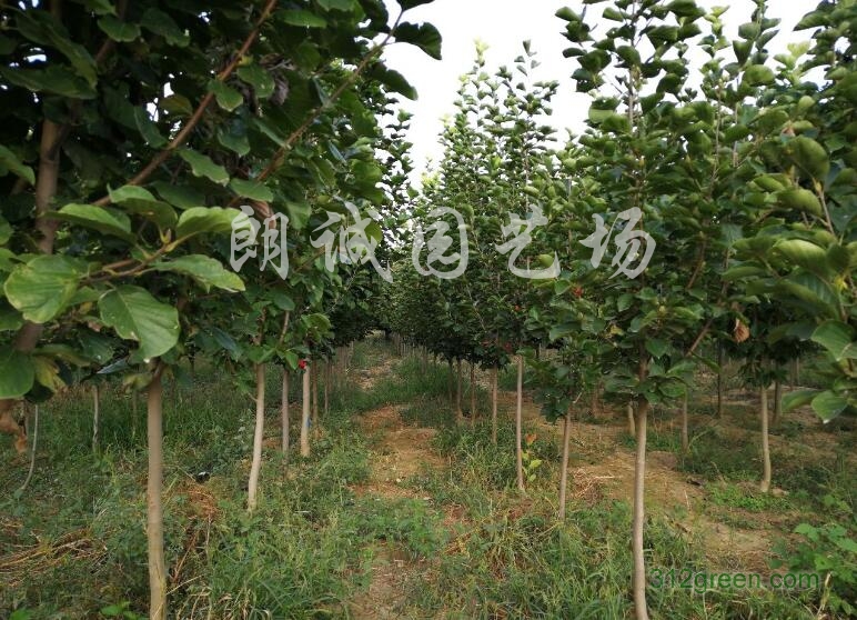 供应白玉兰