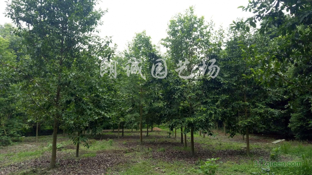 供应天竺桂